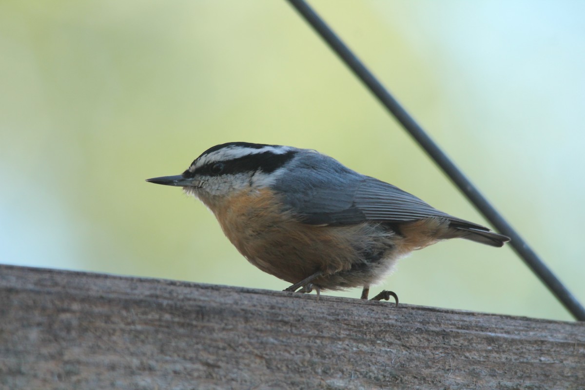 Red-breasted Nuthatch - Mark Benson