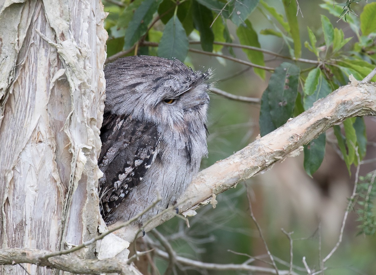 Tawny Frogmouth - Simon Best