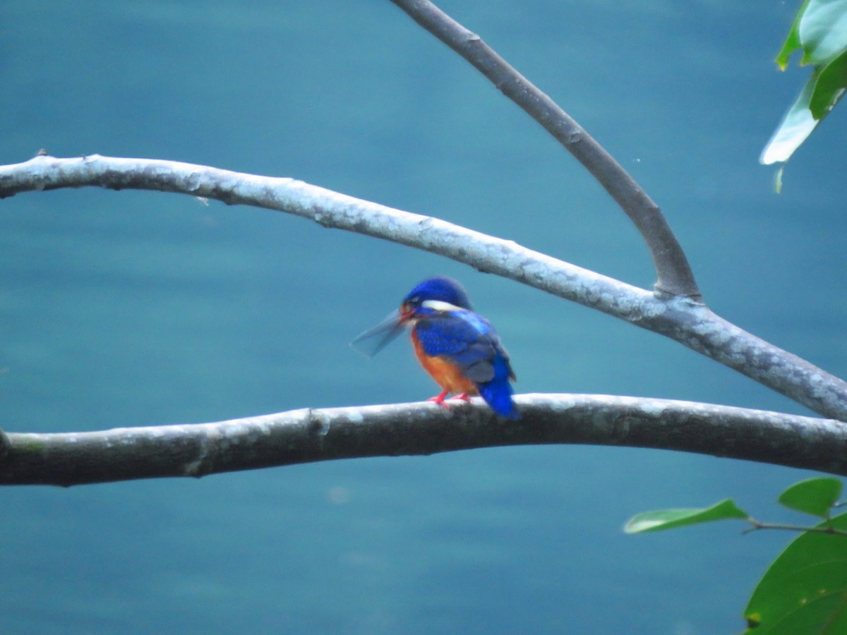 Blue-eared Kingfisher - Angela Christine Chua