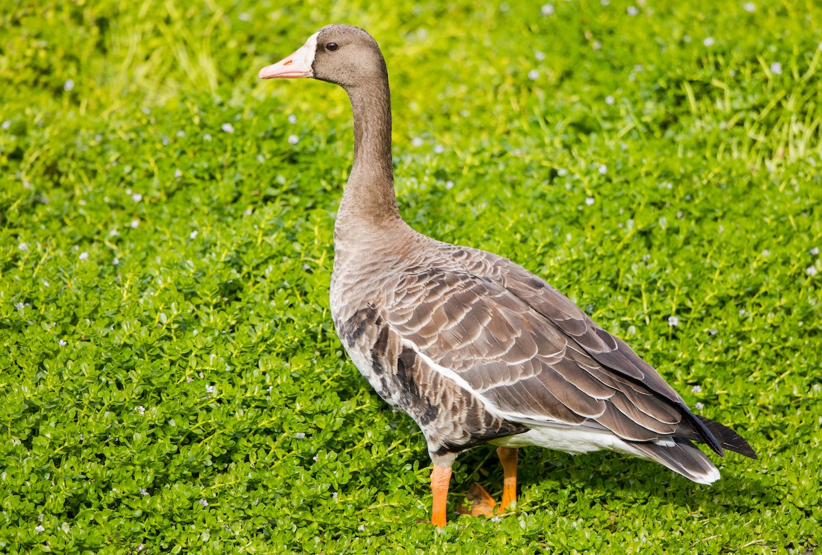 Greater White-fronted Goose - Rhys Marsh
