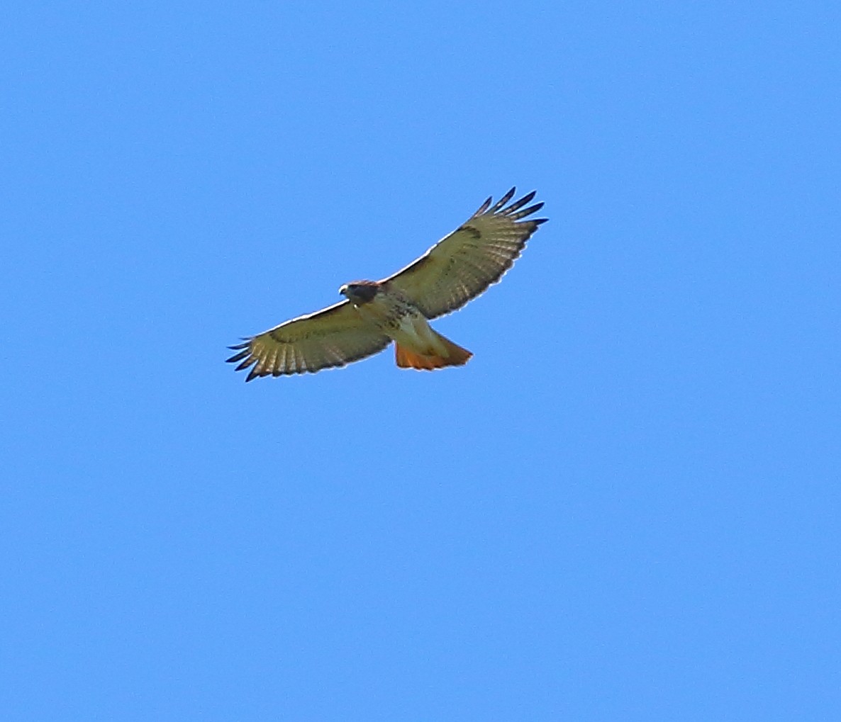 Red-tailed Hawk - Bala Chennupati