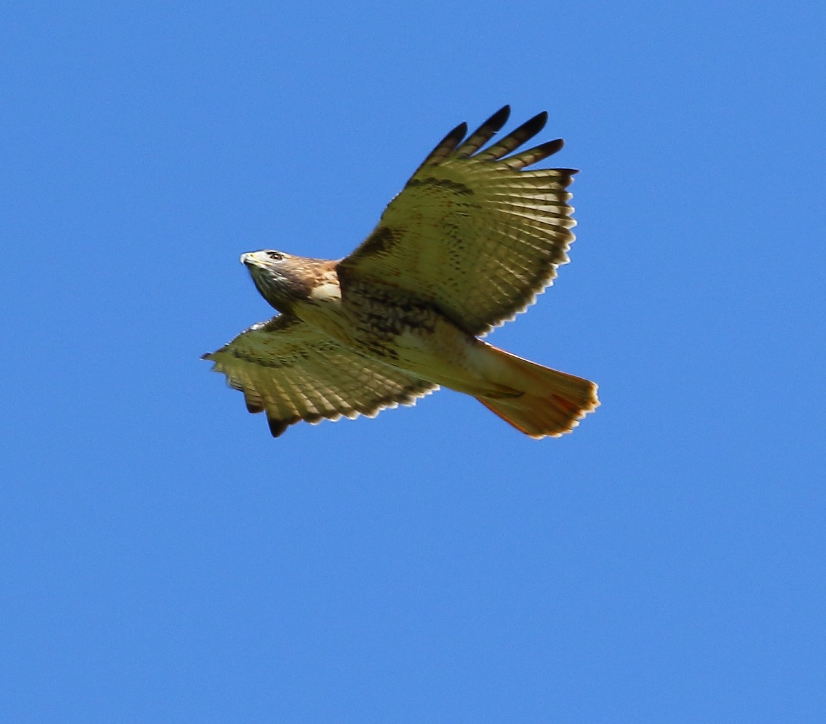 Red-tailed Hawk - ML119920271