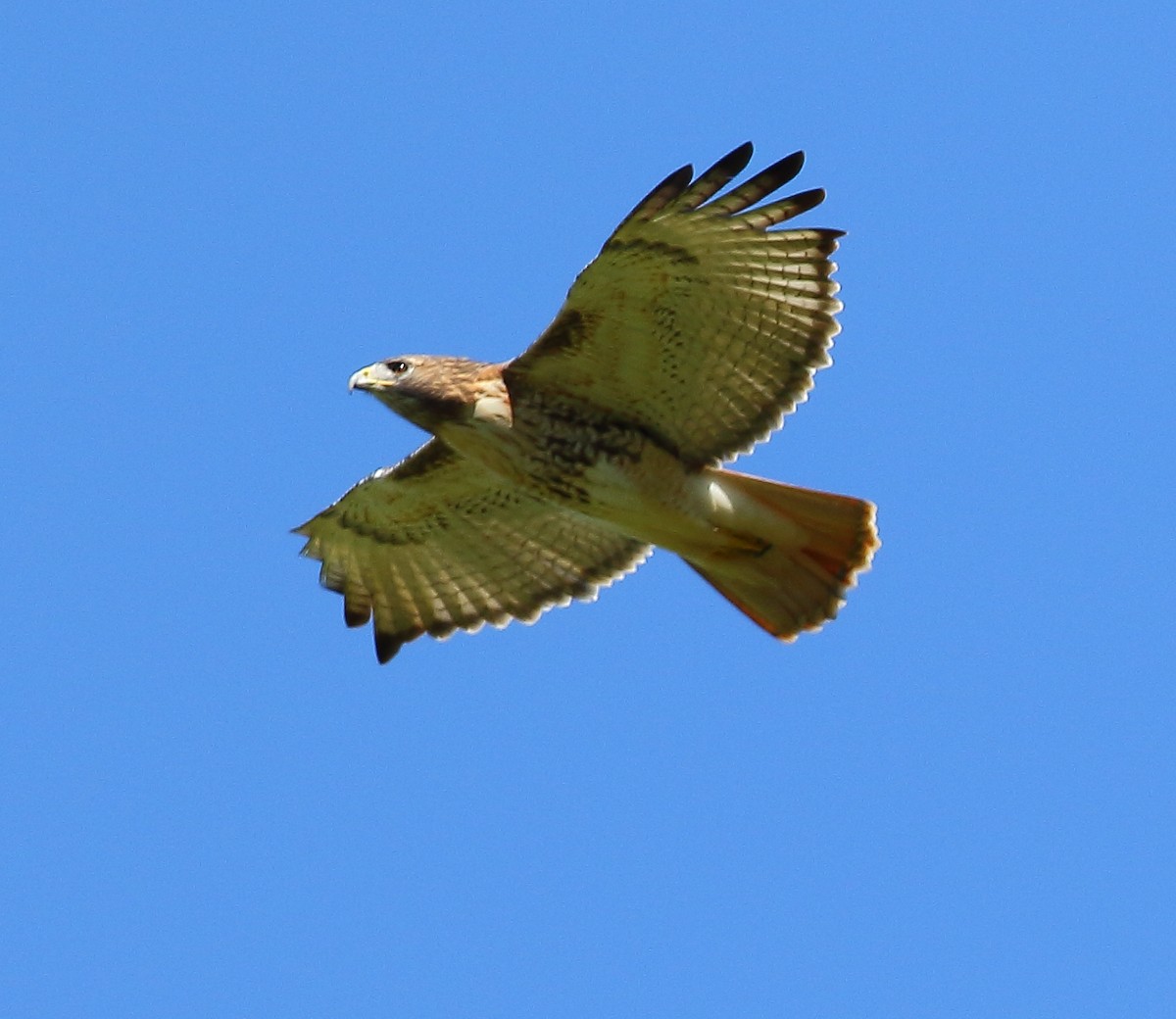Red-tailed Hawk - ML119920281