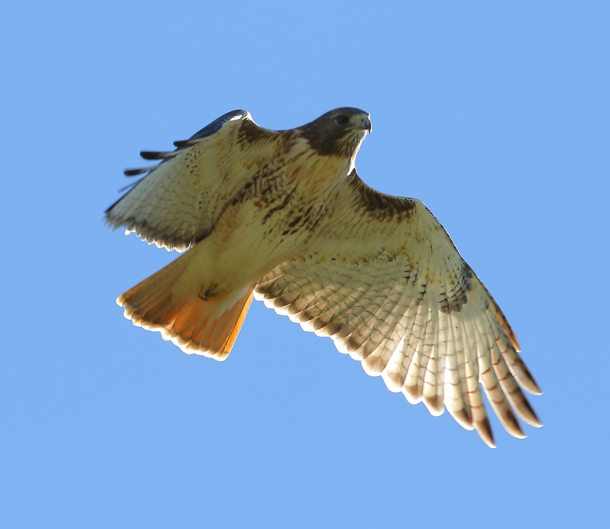 Red-tailed Hawk - ML119920291