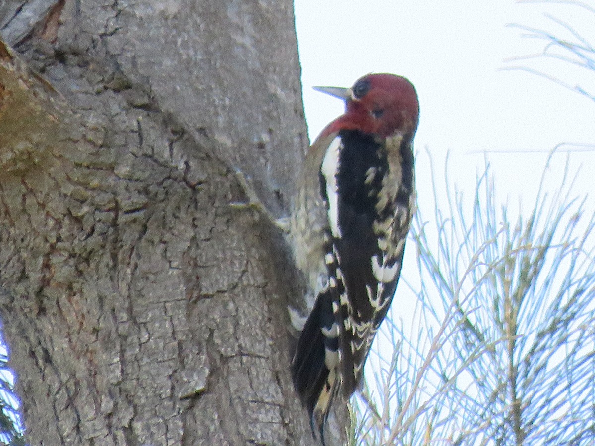 Red-breasted Sapsucker - ML119920421