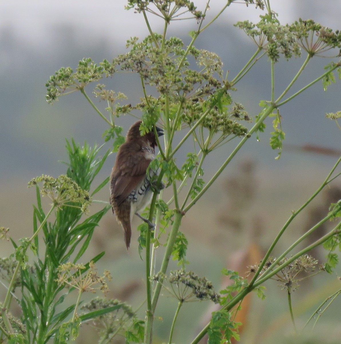 Scaly-breasted Munia - Nick Lethaby