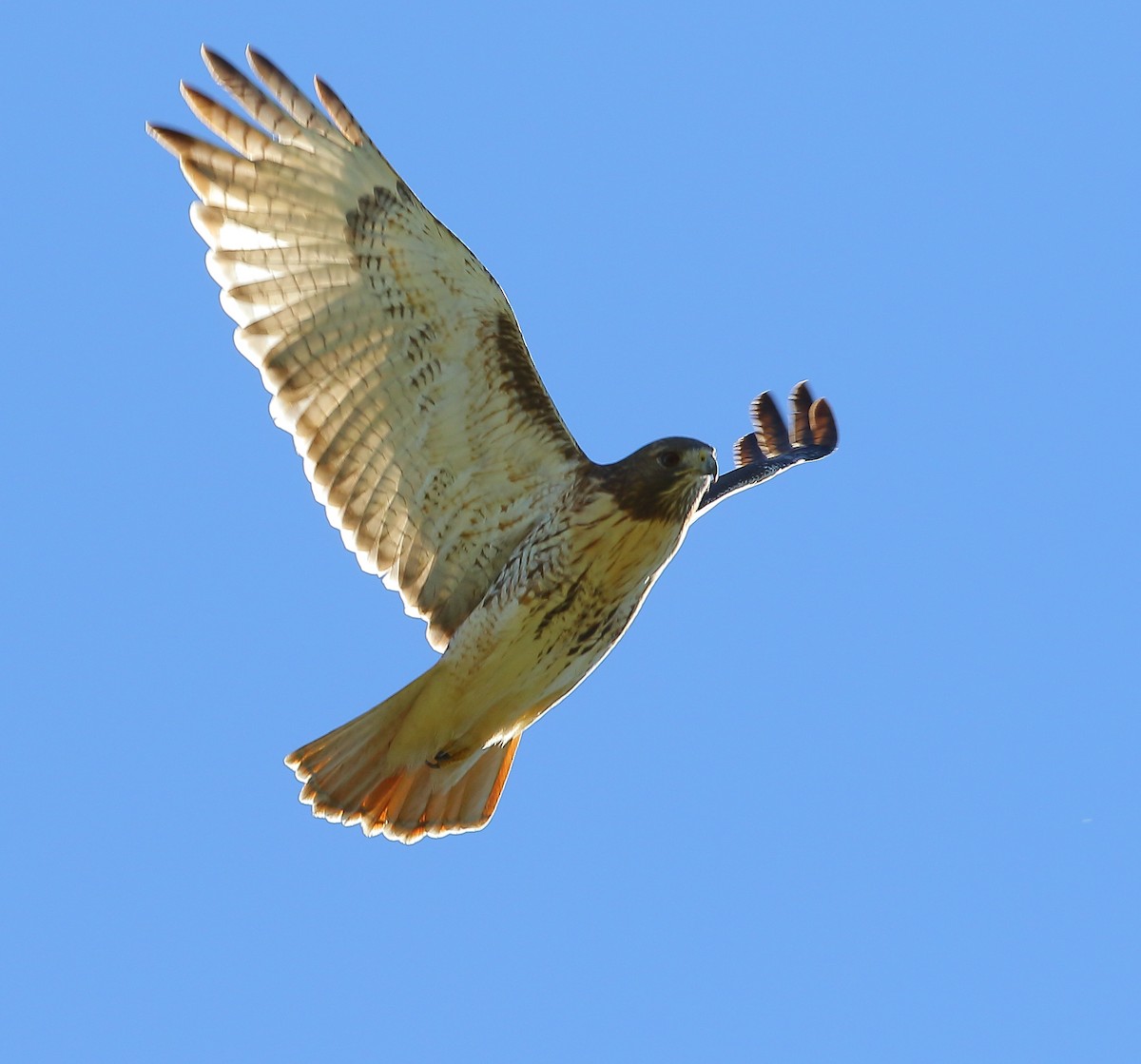 Red-tailed Hawk - ML119923131