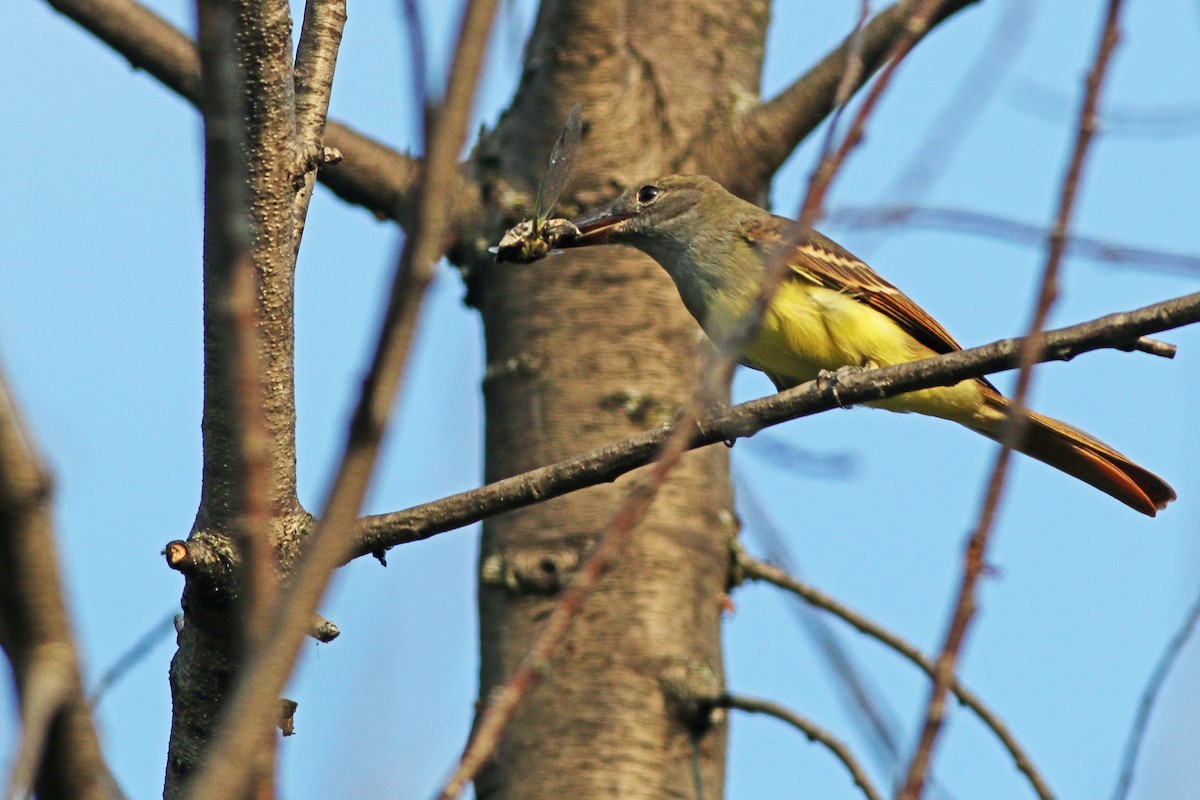 Great Crested Flycatcher - ML119923591