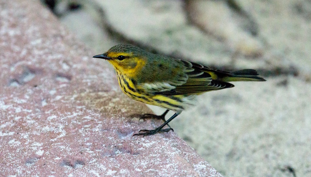Cape May Warbler - ML119929381