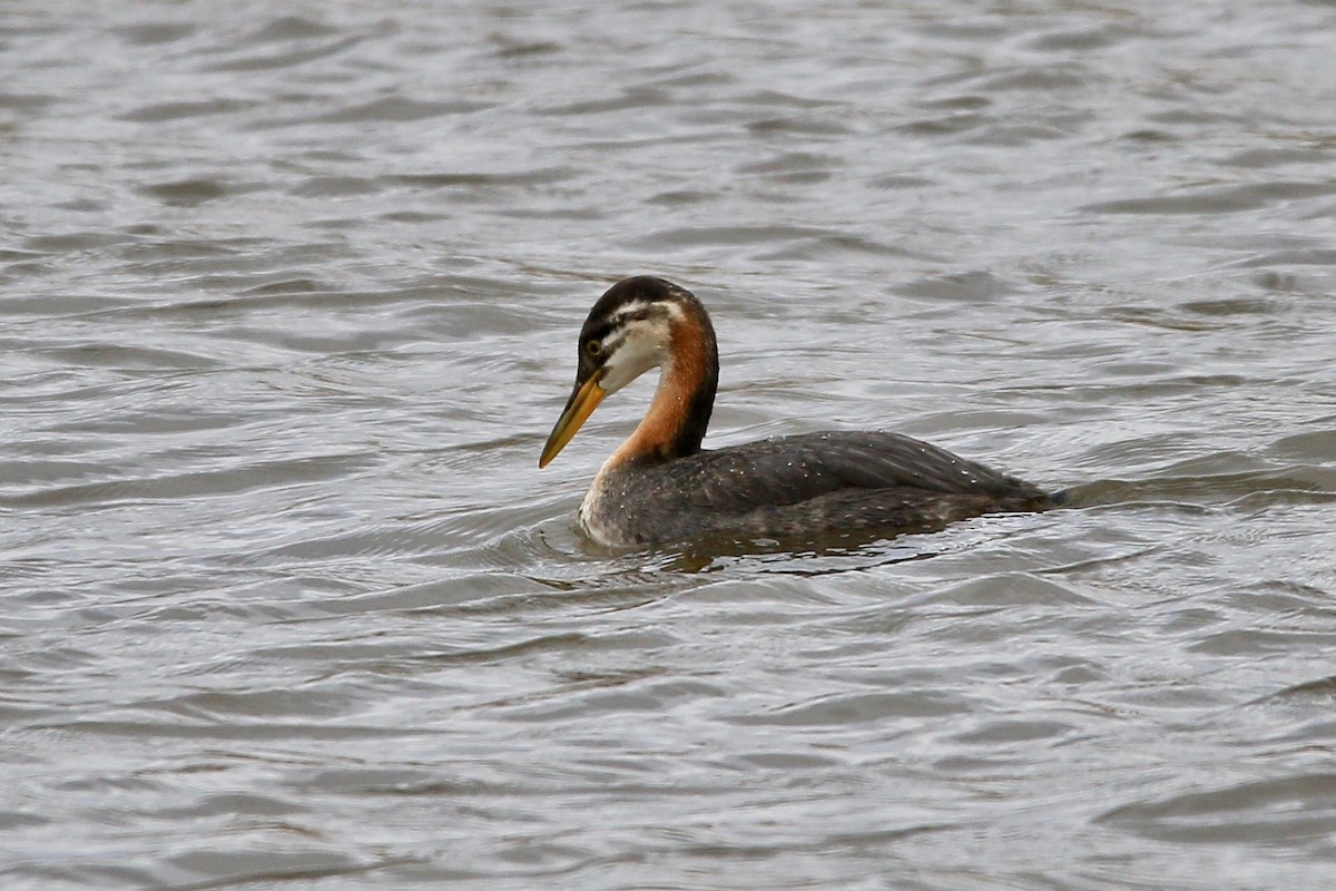 Red-necked Grebe - ML119930861