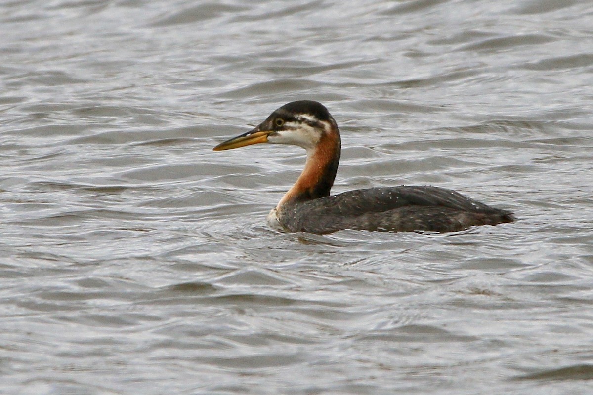 Red-necked Grebe - ML119930961