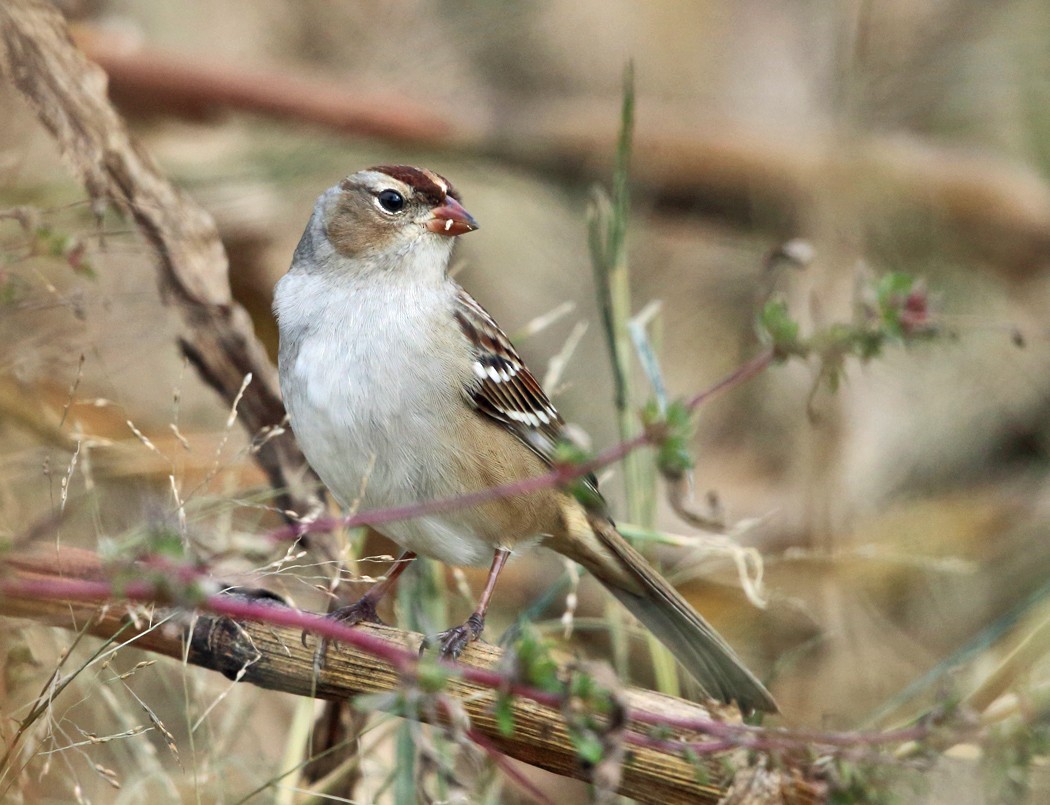 White-crowned Sparrow - ML119937161