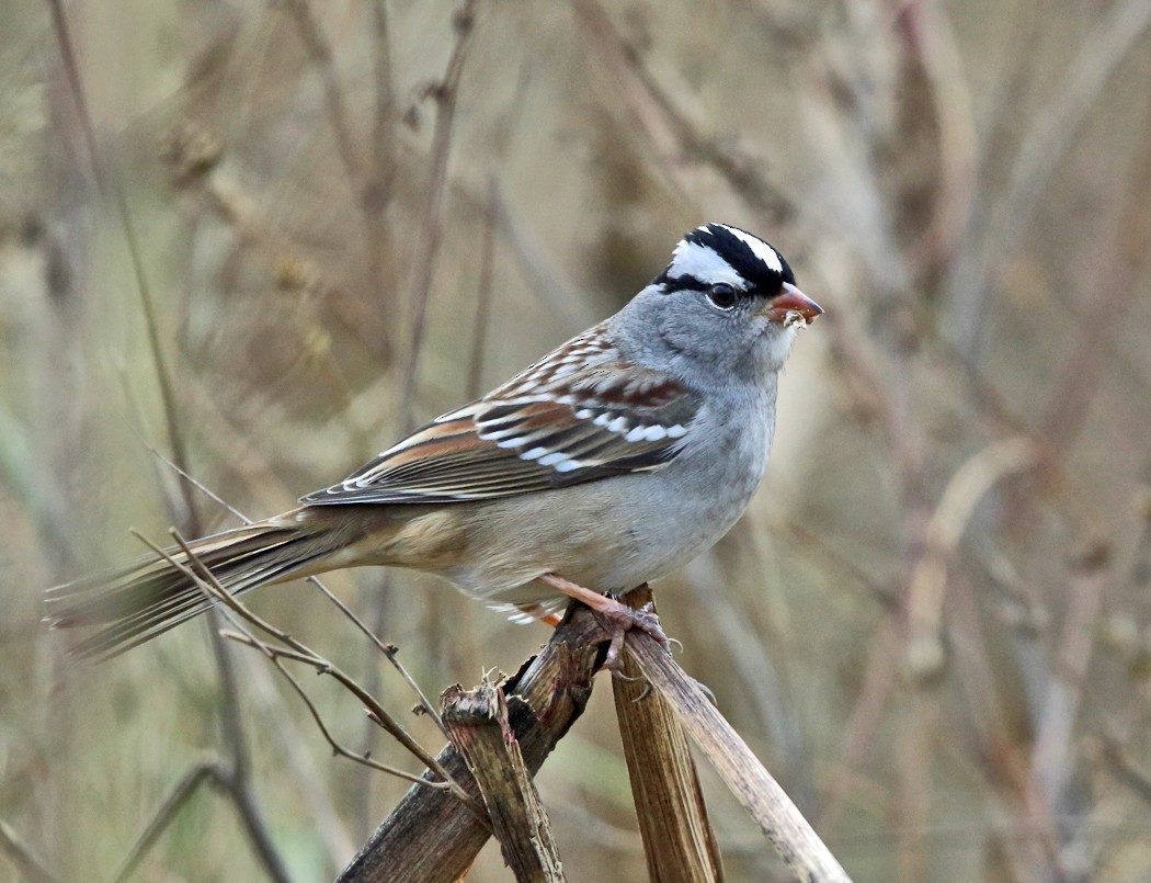 White-crowned Sparrow - ML119937281
