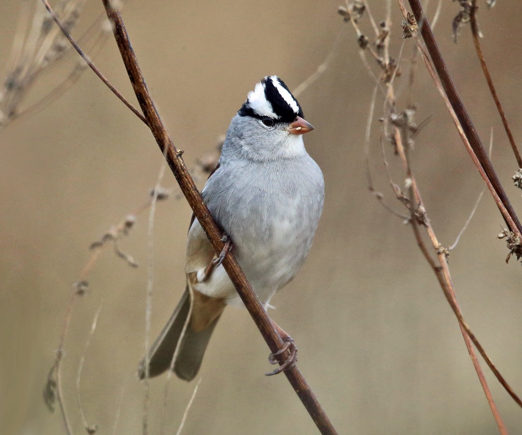 White-crowned Sparrow - ML119937301
