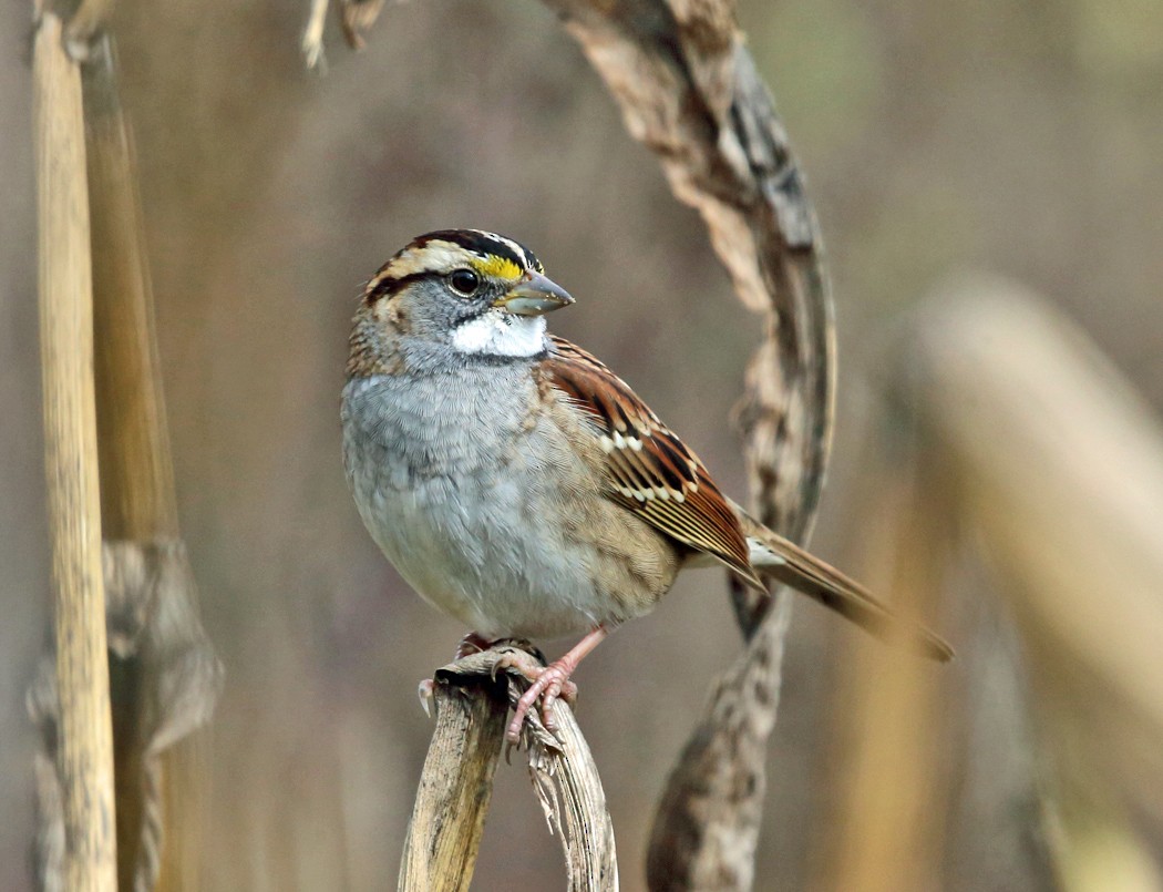 White-throated Sparrow - ML119937391