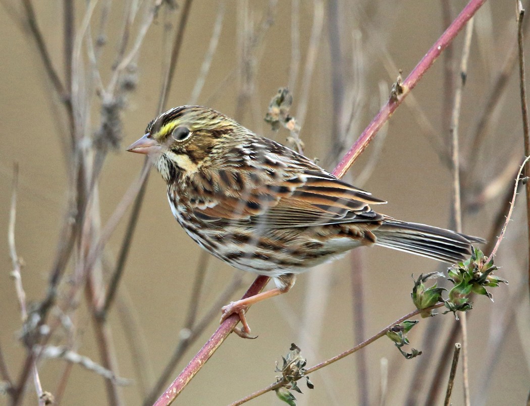 Savannah Sparrow - ML119937411