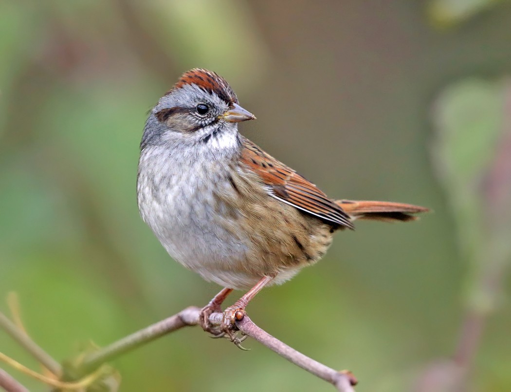 Swamp Sparrow - ML119937471