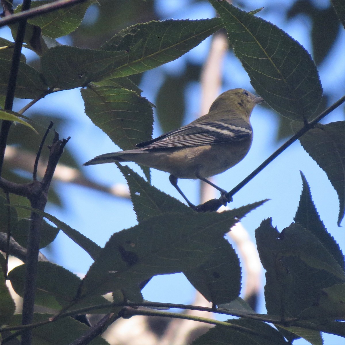 Bay-breasted Warbler - ML119938011