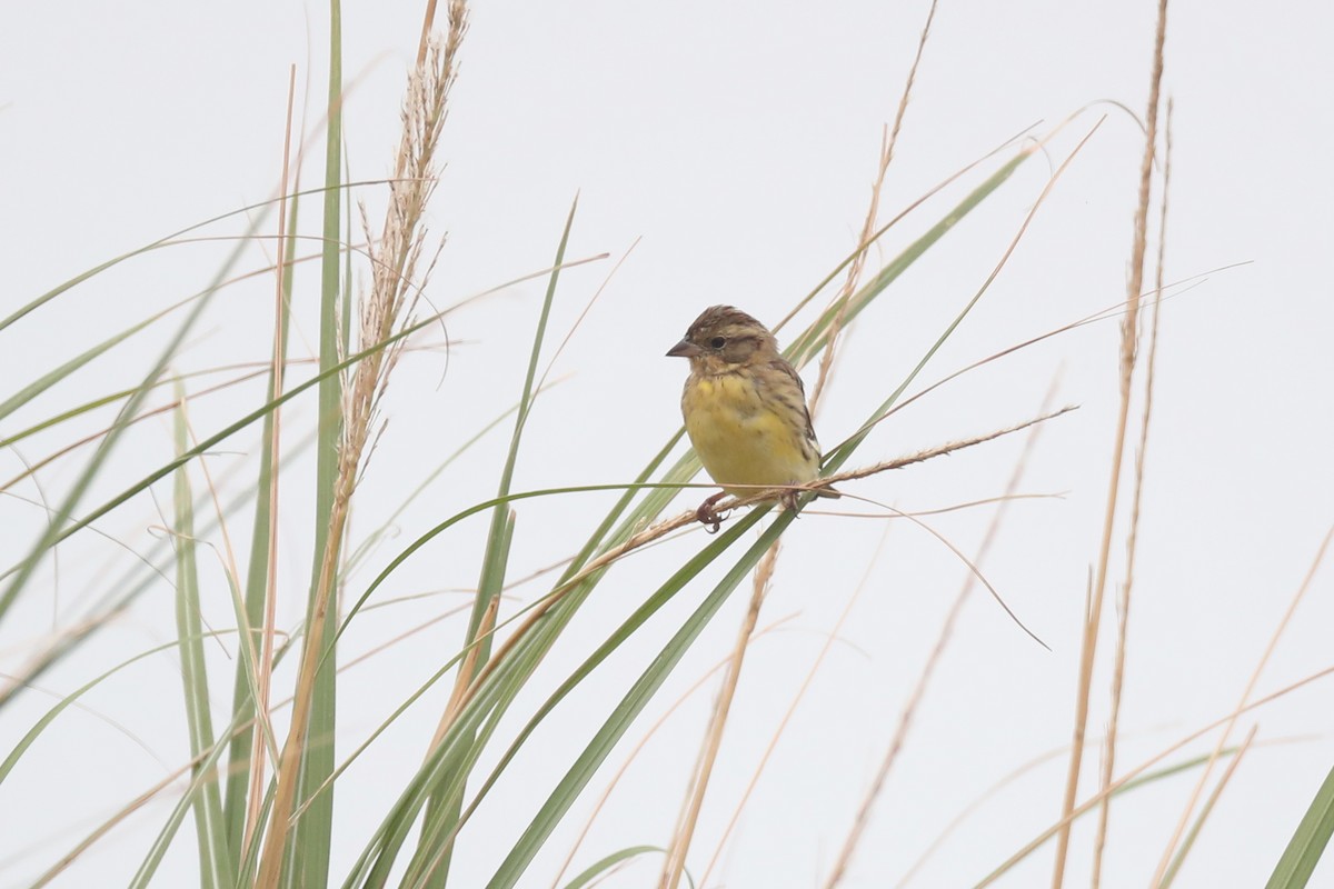 Yellow-breasted Bunting - ML119943121