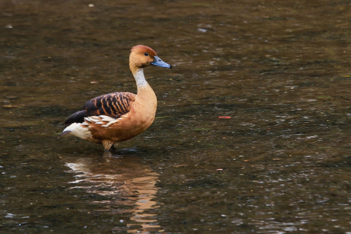 Fulvous Whistling-Duck - ML119947611