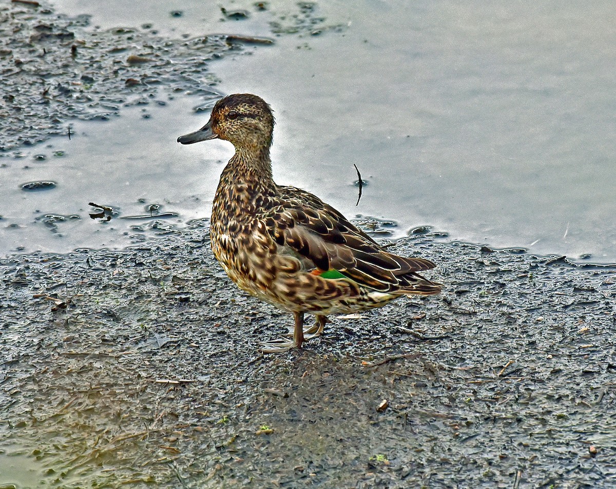Green-winged Teal - ML119950801
