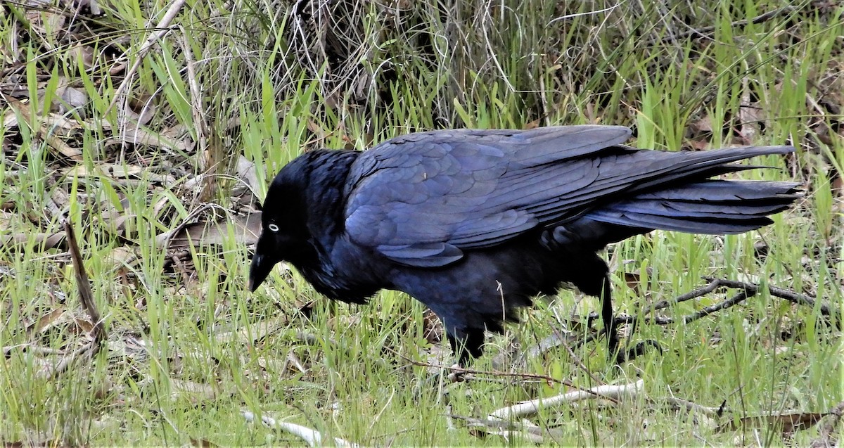 Australian Raven - Peter Zika