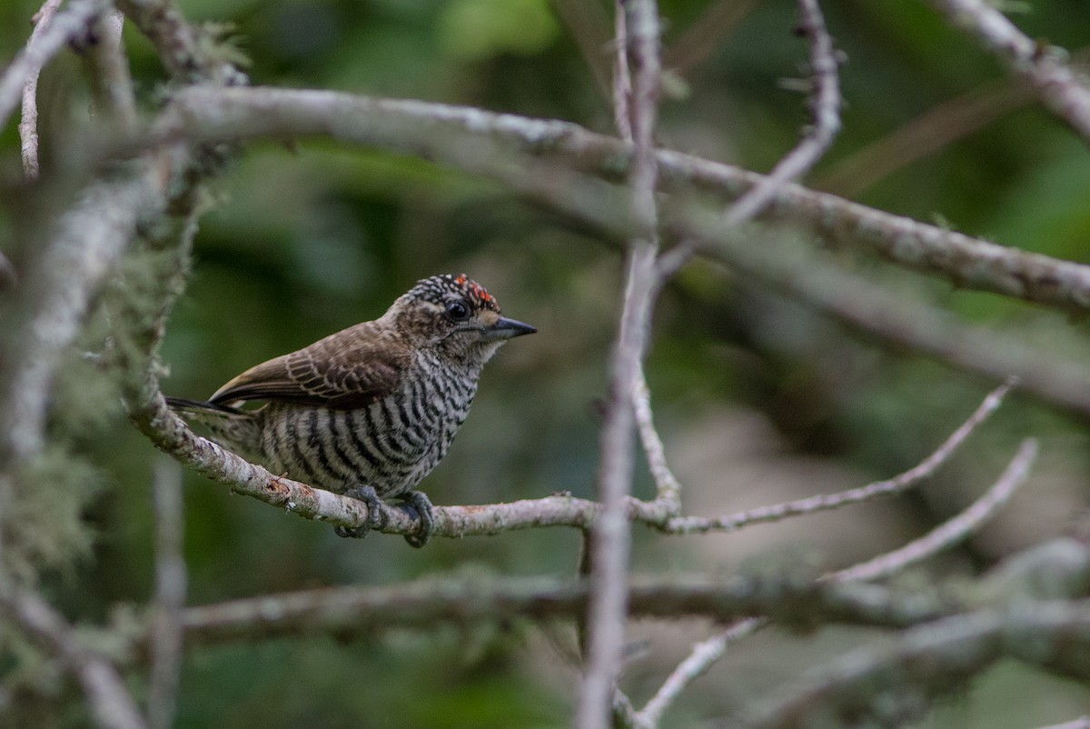 White-barred Piculet - ML119952751