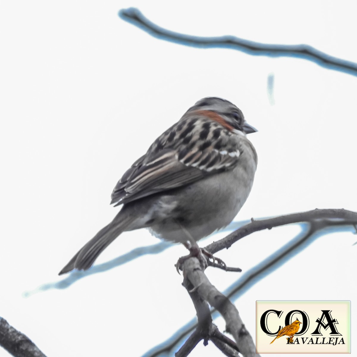 Rufous-collared Sparrow - ML119952761