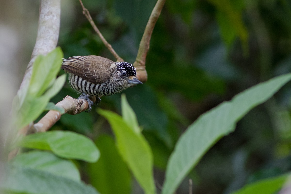 White-barred Piculet - ML119952771