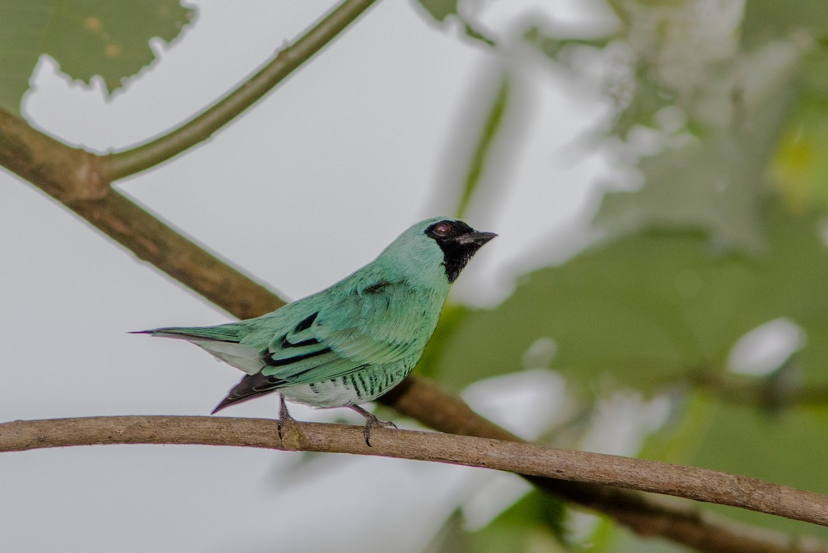 Swallow Tanager - ML119954201