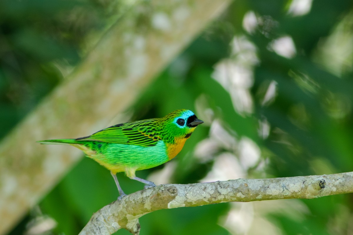 Brassy-breasted Tanager - ML119954871