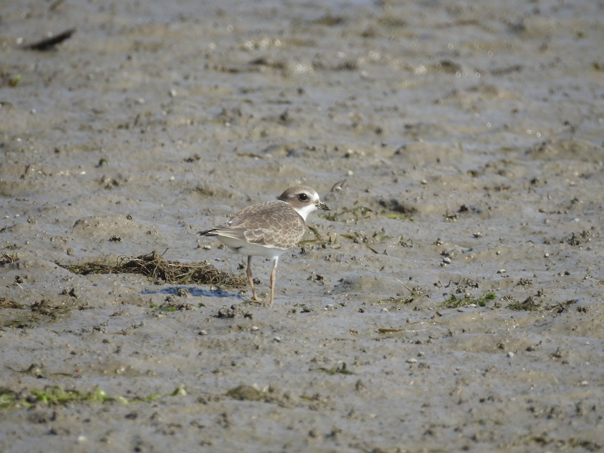 Semipalmated Plover - ML119954891