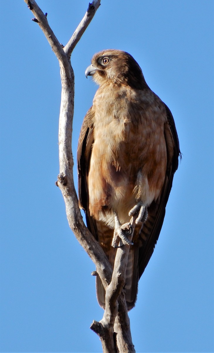 Brown Falcon - Peter Zika
