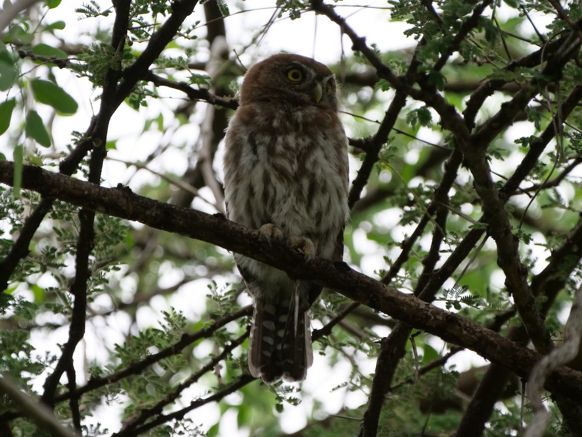 Pearl-spotted Owlet - ML119957431