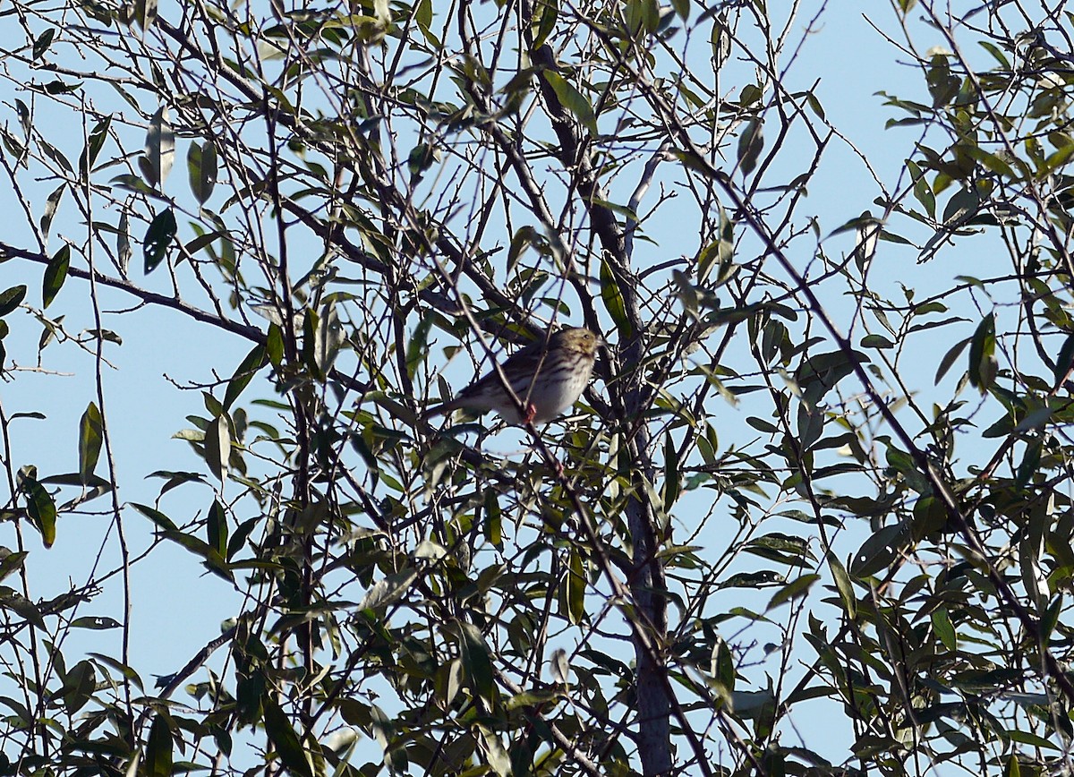 Savannah Sparrow - ML119957691