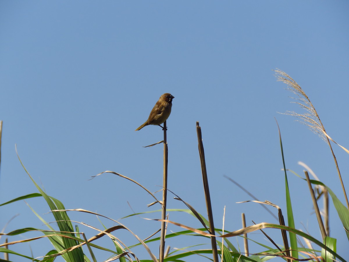 Scaly-breasted Munia - Po-Wei Chi