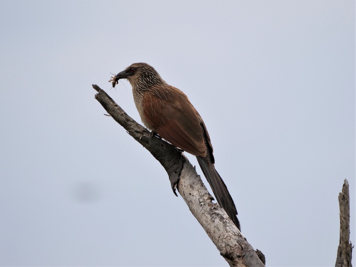 White-browed Coucal - ML119958121