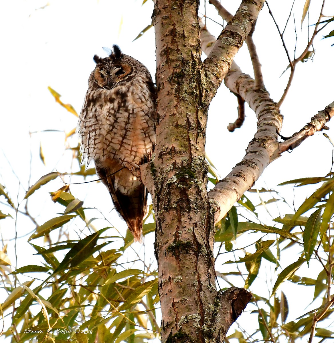 Long-eared Owl - Steeve R. Baker