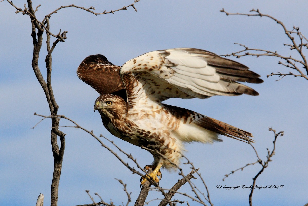 Red-tailed Hawk - ML119967111