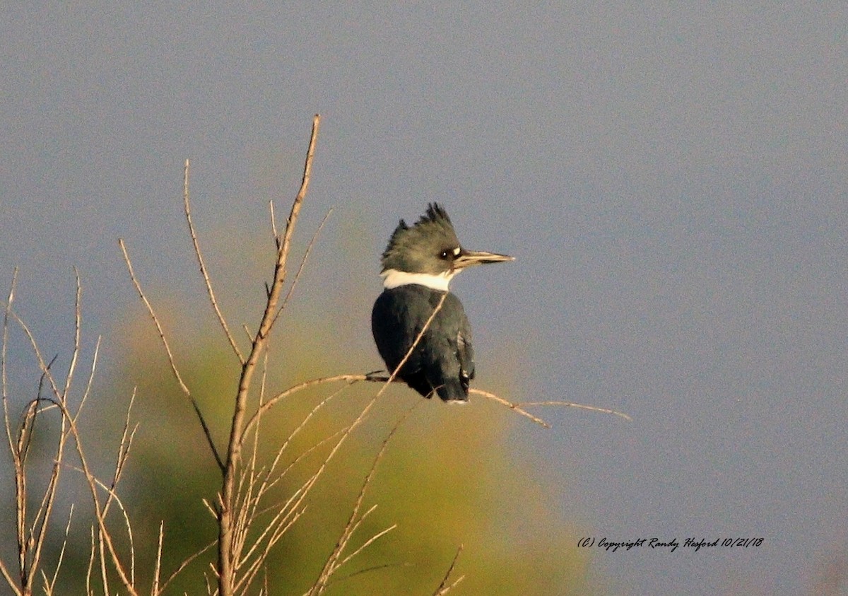 Belted Kingfisher - Randy Hesford