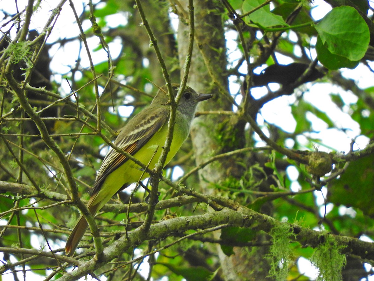 Great Crested Flycatcher - ML119967511