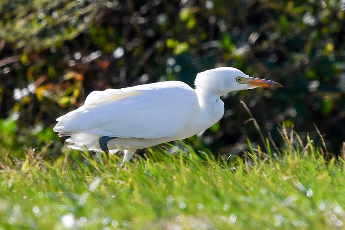 Western Cattle Egret - clay spencer