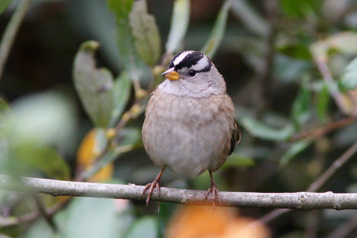 White-crowned Sparrow (Yellow-billed) - ML119972771