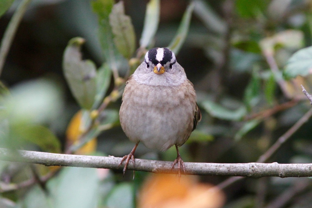 White-crowned Sparrow (Yellow-billed) - ML119972801