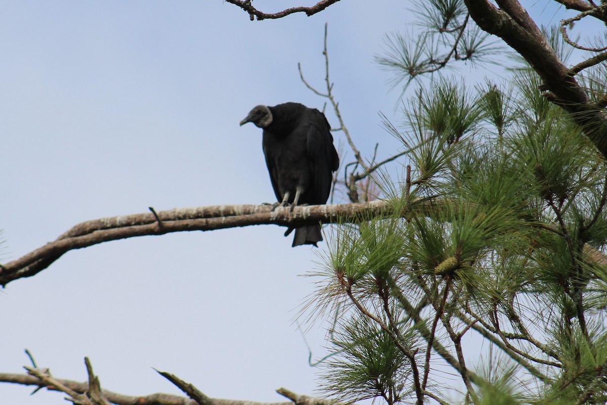 Black Vulture - Elizabeth Anderegg