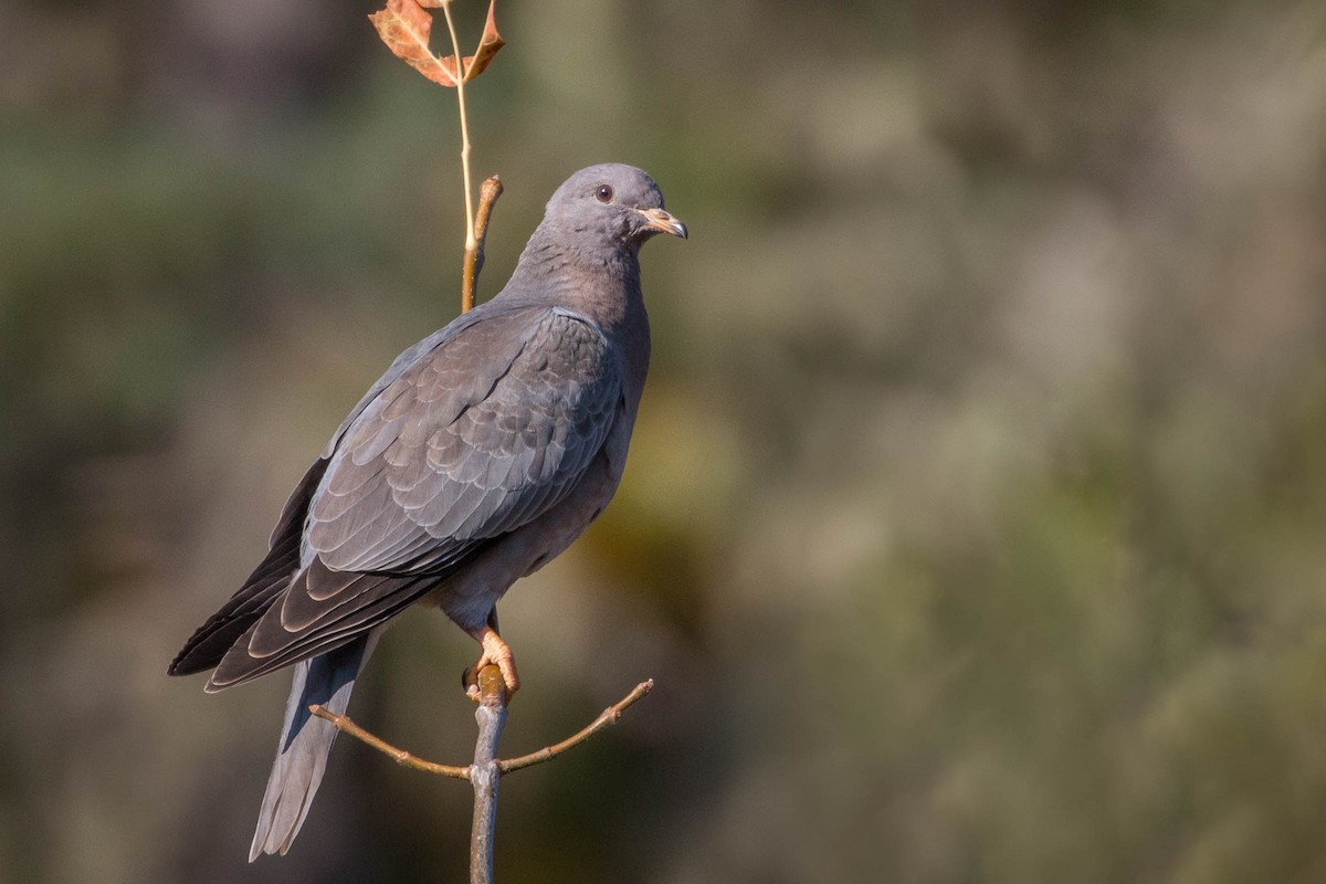 Band-tailed Pigeon - Tanner Martin