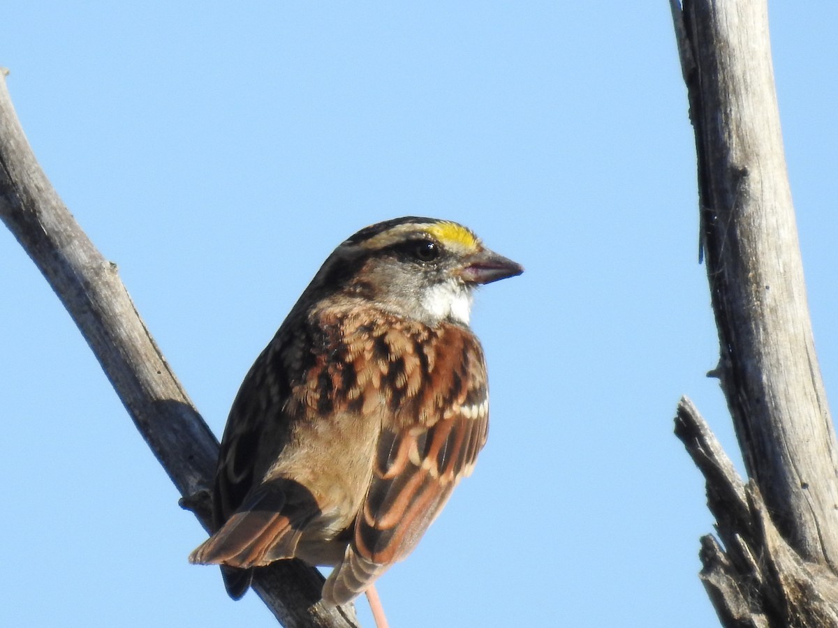 White-throated Sparrow - ML119976621
