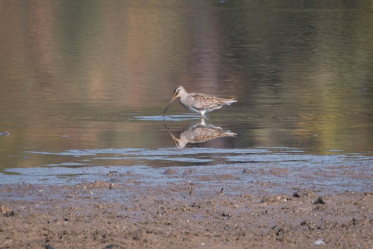 Long-billed Dowitcher - Tanner Martin