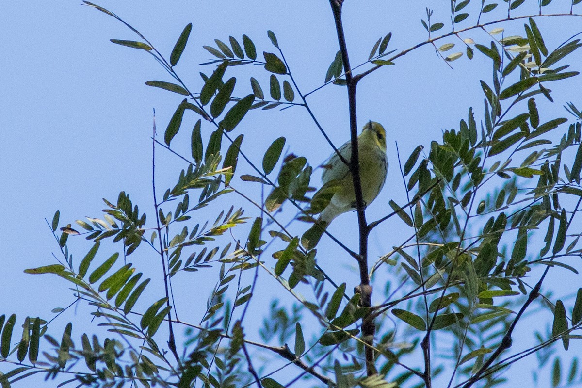 Black-throated Green Warbler - Tom Blevins