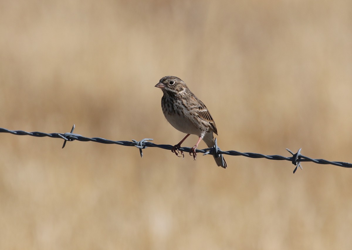 Vesper Sparrow - Pair of Wing-Nuts